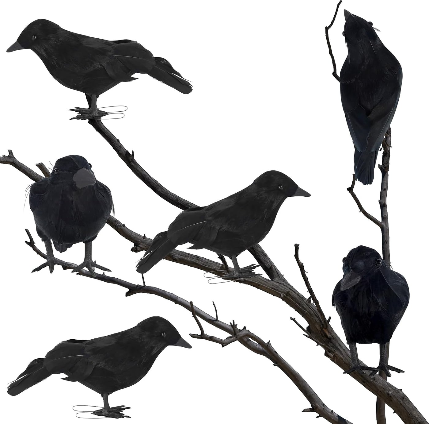 Set of six black feathered crows in three different poses, perched on a book and a branch